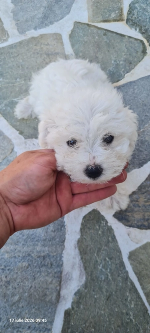 Vând căței bichon