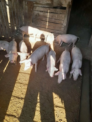 Vind porcii și purceii 