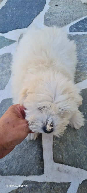 Vând căței bichon - imagine 4