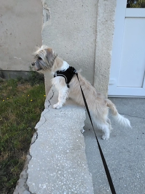 Bichon shih tzu cu microchip - imagine 4