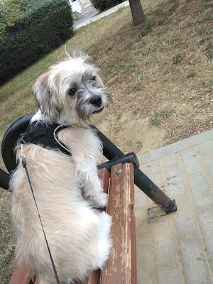 Bichon shih tzu cu microchip - imagine 2