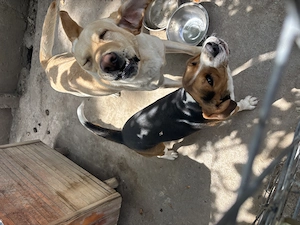 Vand beagle tricolor - imagine 3