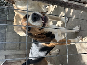 Vand beagle tricolor - imagine 4