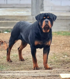 Pui Rottweiler cu pedigree  - imagine 5