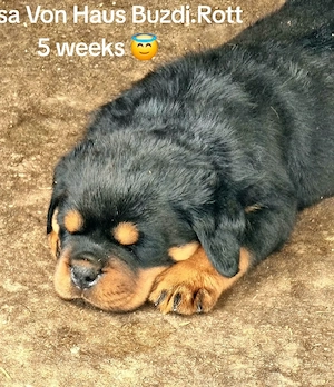 Pui Rottweiler cu pedigree  - imagine 4