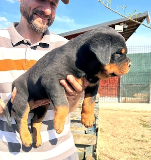 Pui Rottweiler cu pedigree  - imagine 3