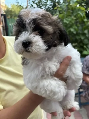 Bichon Havanez fetita