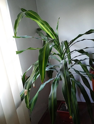 vand floare