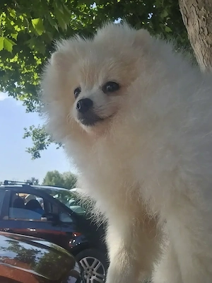 Pomeranian spitz de vânzare  - imagine 3