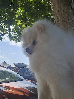 Pomeranian spitz de vânzare 