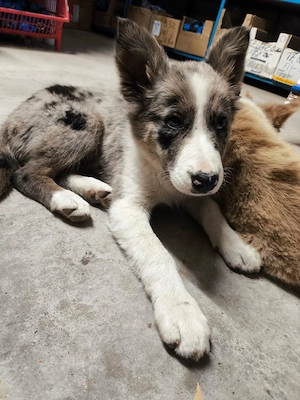 Cățelușă border collie  - imagine 4