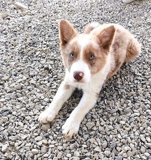 Mascul border collie 