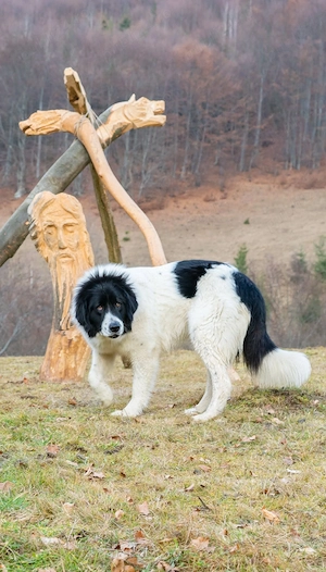 Ciobanesc de Bucovina - imagine 5