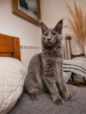 Baiat maine coon