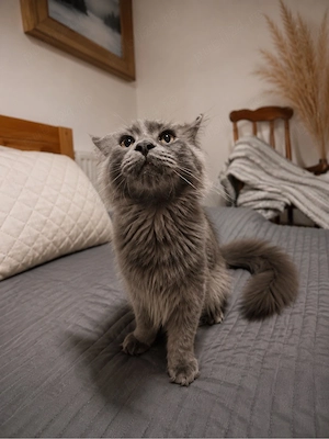Baiat maine coon - imagine 3