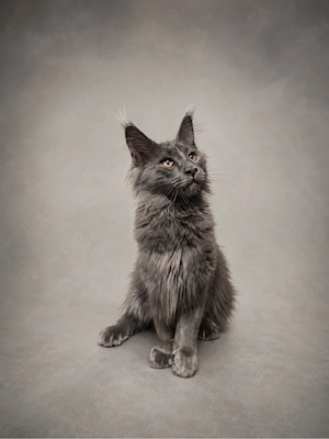 Baiat maine coon - imagine 2