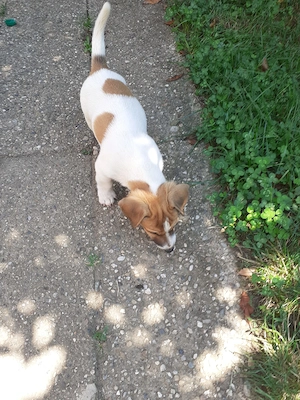 De vânzare un pui rasa Jack Russell Terrier - imagine 2
