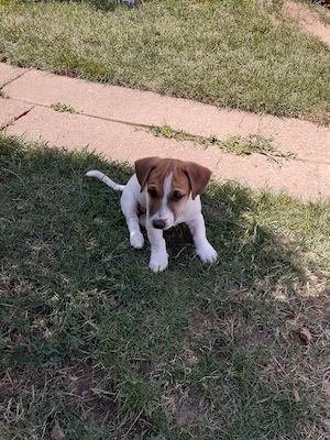 De vânzare un pui rasa Jack Russell Terrier - imagine 4