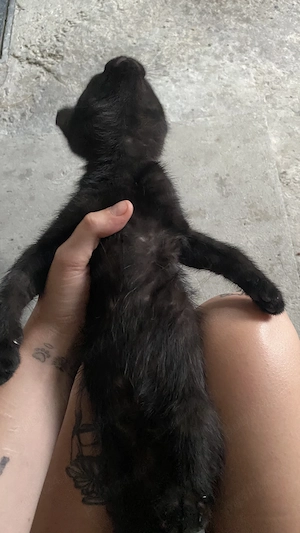 Ofer spre adopție pui de pisica  - imagine 3