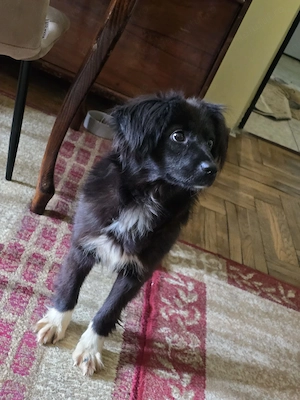 FOSTER (îngrijire temporară) sau adopție pentru Cleo! - imagine 2