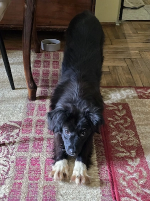 FOSTER (îngrijire temporară) sau adopție pentru Cleo! - imagine 3