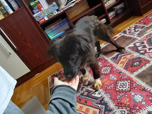 FOSTER (îngrijire temporară) sau adopție pentru Cleo! - imagine 4