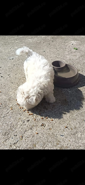 Vand bichon Maltez - imagine 2