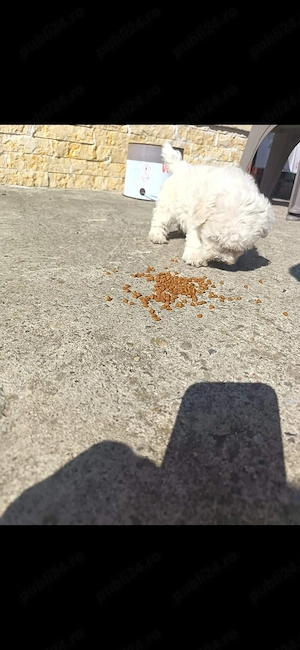 Vand bichon Maltez
