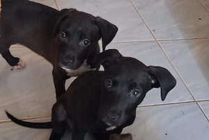 caini Amstaff