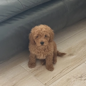 Pudel Poodle Caniche Toy Red Roscat Apricot  - imagine 4