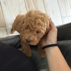 Pudel Poodle Caniche Toy Red Roscat Apricot  - imagine 3