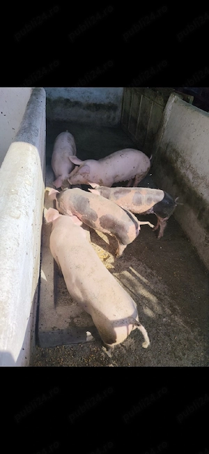 vând 5 grăsuni