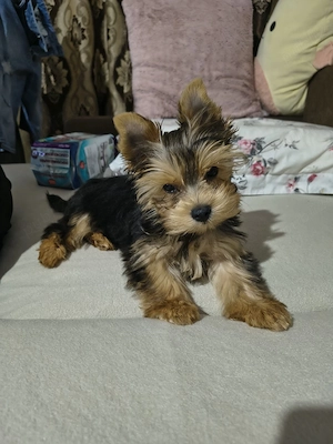 Vand Yorkshire mini toy