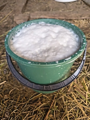 Capre de vînzare alpinfrancez
