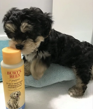 Fetita bichon havanez