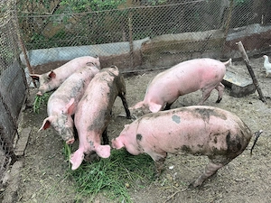 Porci de vânzare - imagine 3