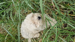 Bichon maltez deparazitați și vaccinați  - imagine 4