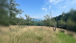 Teren cu potențial turistic, cadru natural rar, 20.000 mp  Sacuieu - imagine 11