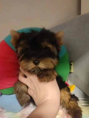 Yorkshire terrier  - imagine 2