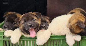 Akita american cu pedigree 