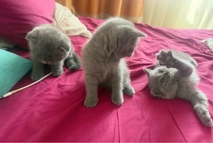 fetita pisica scottish fold straight - imagine 2