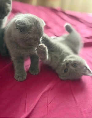 fetita pisica scottish fold straight - imagine 3