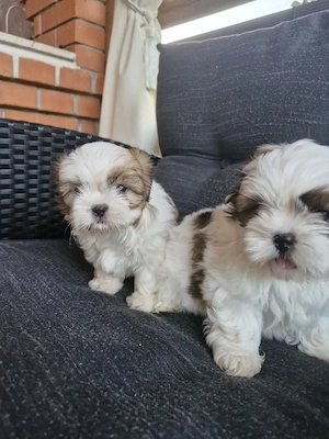 Shih tzu   