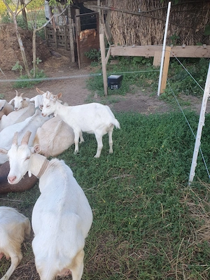 Capre si tapi rasa Sanen