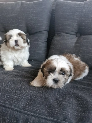 Shih tzu    