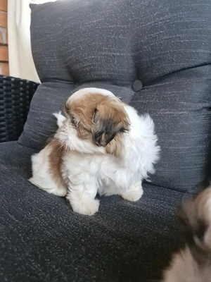 Shih tzu   