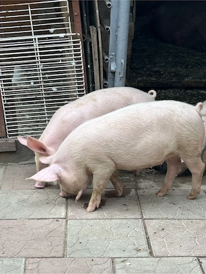 Purcei de vanzare