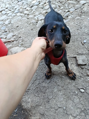 Vând cățelușă Teckel foarte cuminte 