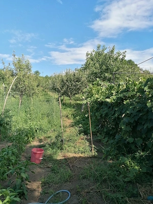 Se vinde Casa sau schimb cu Apartament Sau Garsonieră Alba iulia - imagine 10