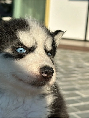 Husky siberian 